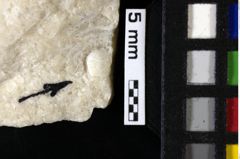 Foto (Detailansicht) von Pithonoton marginatum (von Meyer, 1842) (NHMW-GEO-1990-0041-0116)